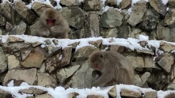 Scimmia Neve Giapponese Che Mangia Semi Sulla Montagna Innevata Durante — Video Stock