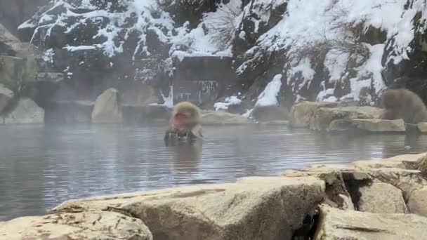 Famoso Bagno Scimmie Delle Nevi Onsen Naturale Sorgenti Termali Nagano — Video Stock