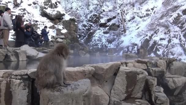 Nagano Jepang Februari 2020 Monyet Liar Mengeringkan Air Mata Air — Stok Video