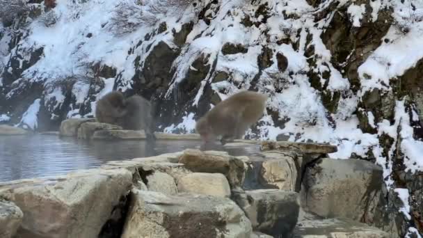 Słynne Śnieżne Małpy Pijące Wodę Naturalnym Onsen Gorących Źródłach Nagano — Wideo stockowe