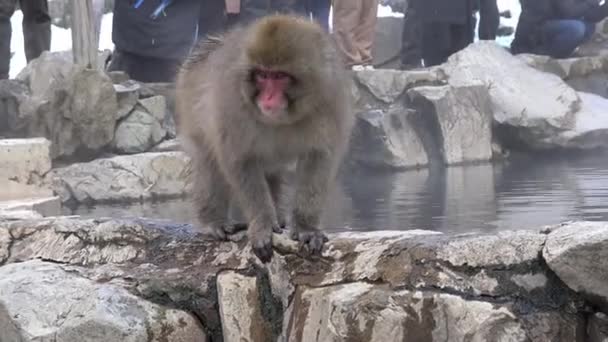 Jigokudani Monkey Park Nabízí Návštěvníkům Zážitek Vidět Divoké Japonské Sněhové — Stock video