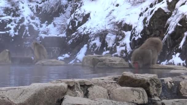 Macaco Neve Macaco Japonês Retrato Cara Vermelha Água Fria Com — Vídeo de Stock