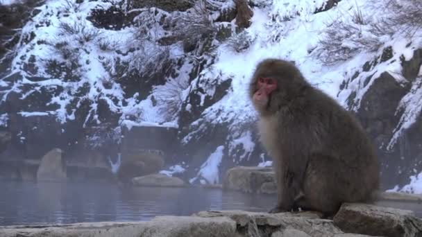 冬は温泉の近くにある日本の雪猿 中野地獄段公園内にある温水プールの岩の上に野生のマカク 山ダンの冬の季節のマカフスカータ — ストック動画