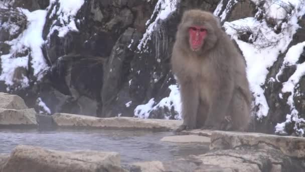 Parco Delle Scimmie Jigokudani Offre Visitatori Esperienza Vedere Scimmie Selvatiche — Video Stock
