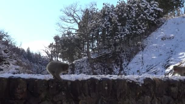 Jigokudani Monkey Park Ofrece Los Visitantes Experiencia Ver Monos Nieve — Vídeo de stock