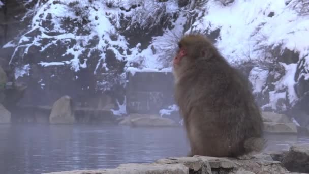 Ünlü Kar Maymunları Japonya Nın Nagano Şehrinin Doğal Onsen Kaplıcalarında — Stok video