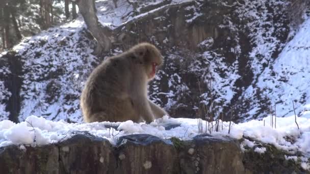 Snow Monkey Japanese Macaque Red Face Portrait Cold Snow Ice — Stock Video