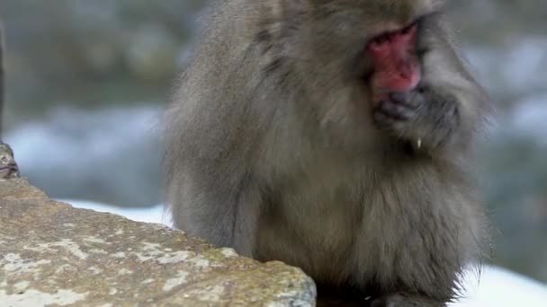 Movimento Lento Macaco Neve Japonês Comendo Sementes Montanha Rochosa Temporada — Vídeo de Stock