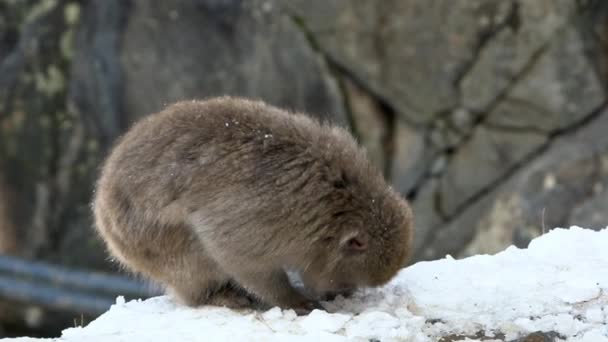 Zpomal Jigokudani Monkey Park Nabízí Návštěvníkům Zážitek Vidět Divoké Japonské — Stock video