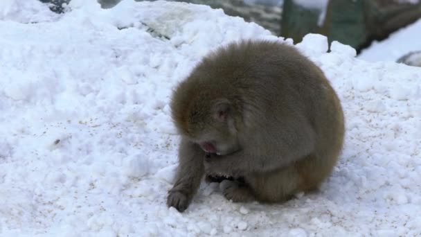 Slow Motion Snow Monkey Japanese Macaque Red Face Portrait Eating — Stock Video
