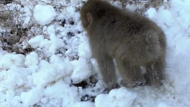 Повільніше Парку Мавпа Джігокудані Відвідувачі Можуть Побачити Диких Японських Снігових — стокове відео
