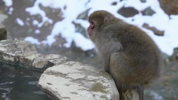 Cámara Lenta Del Macaco Japonés Come Previene Frío Cerca Del — Vídeo de stock