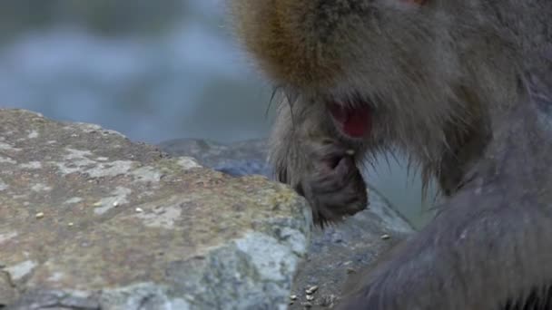 Lambat Gerak Terkenal Monyet Salju Makan Makanan Batu Gunung Nagano — Stok Video