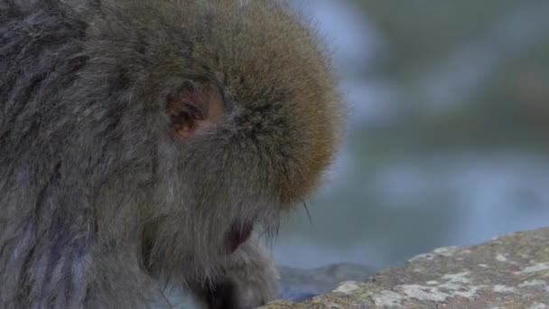 Lento Movimiento Mono Nieve Japonés Comiendo Semillas Montaña Roca Temporada — Vídeo de stock