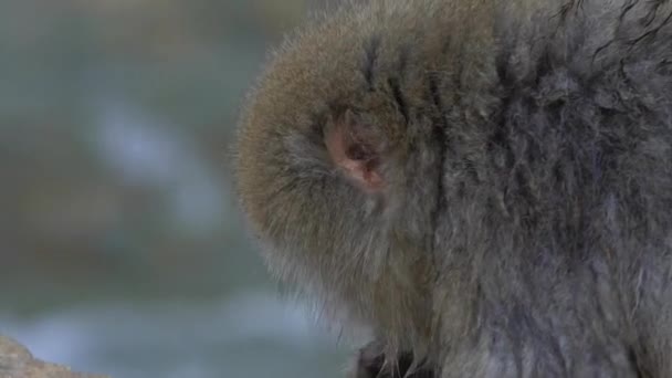 日本长野 一只著名的雪猴在山上吃着食物 动作缓慢 日本猕猴在冬季的寒冷气候下在户外吃东西 Macaca Fuscata Dan — 图库视频影像