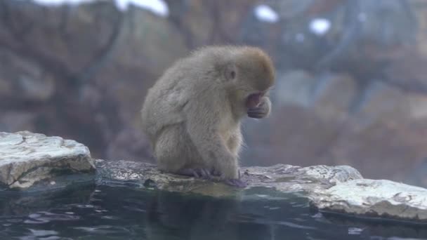 Повільне Переміщення Відомих Снігових Мавп Які Їдять Їжу Природних Гарячих — стокове відео