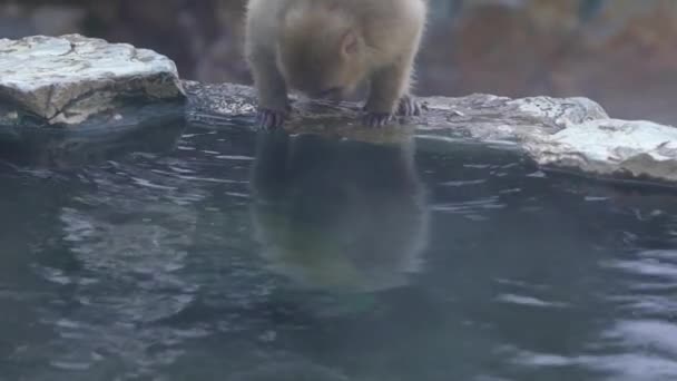 Jigokudani Maymun Parkı Nın Yavaş Çekimleri Ziyaretçilere Japon Kar Maymunlarının — Stok video