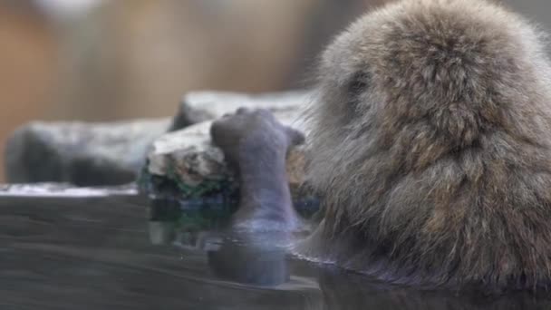 Movimento Lento Macaco Neve Macaco Japonês Retrato Cara Vermelha Água — Vídeo de Stock