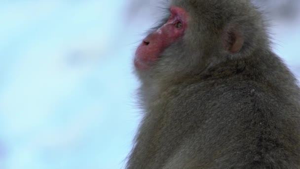 Movimento Lento Macaco Neve Macaco Japonês Retrato Cara Vermelha Neve — Vídeo de Stock