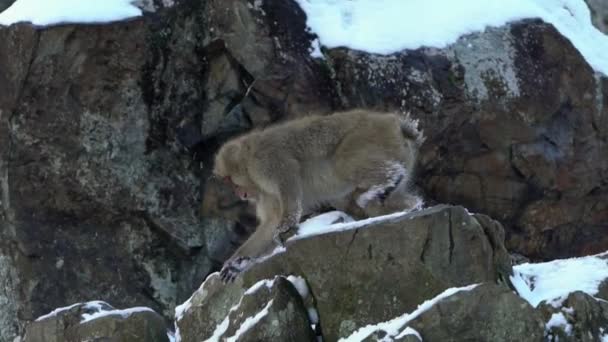 Rallentatore Jigokudani Monkey Park Offre Visitatori Esperienza Vedere Scimmie Selvatiche — Video Stock