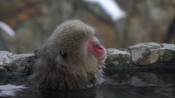 Jigokudani猴园的慢动作让游客可以看到野生日本雪猴在自然温泉中洗澡的经历 把温暖的水放在池塘里 让猕猴在冬天聚集在那里 — 图库视频影像