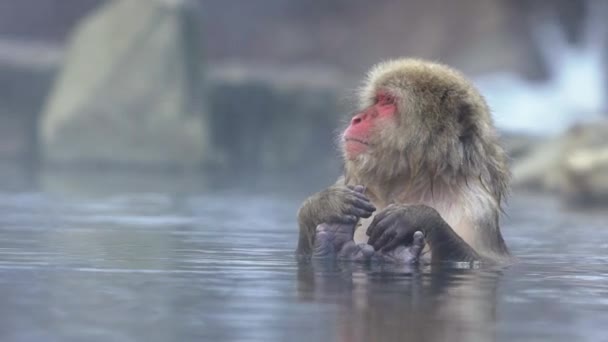 Rallentatore Del Parco Delle Scimmie Jigokudani Offre Visitatori Esperienza Vedere — Video Stock