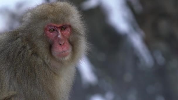 Scimmia Delle Nevi Macaco Giapponese Faccia Rossa Ritratto Mangiare Roccia — Video Stock