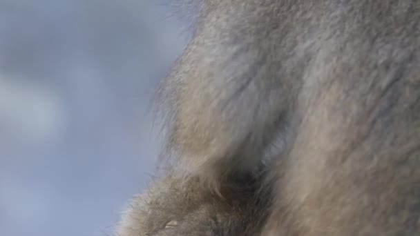 Slow Motion Famous Snow Monkeys Grooming Natural Hot Spring Snowy — Stock Video