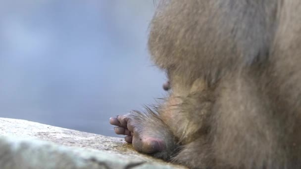 Mouvement Lent Singe Des Neiges Macaque Japonais Visage Rouge Vérifiant — Video