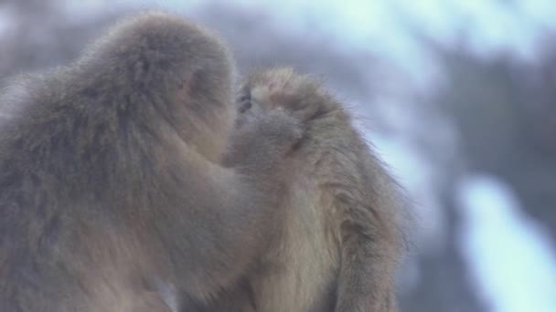 Zeitlupentruppe Japanischer Makaken Die Nach Flöhen Und Zecken Suchen Schneeaffen — Stockvideo