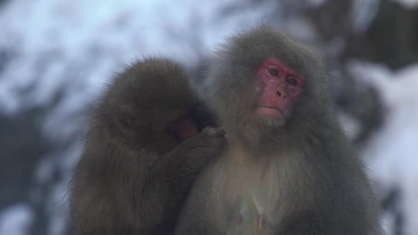 Slow Motion Famous Snow Monkeys Grooming Natural Hot Spring Snowy — Stock Video