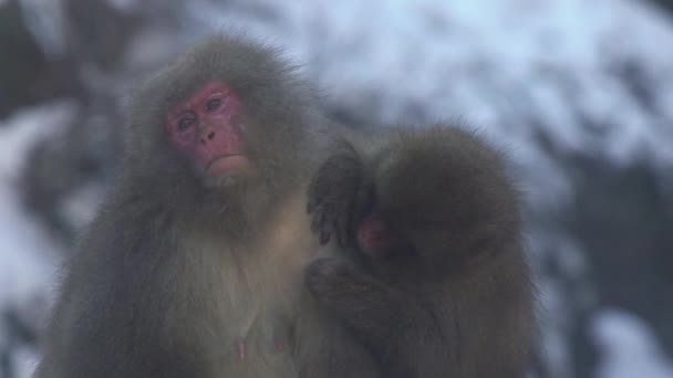 겨울철에는 원숭이 손질하는 동작을 원숭이는 산에서 있습니다 Macaca Fuscata 벼룩과 — 비디오