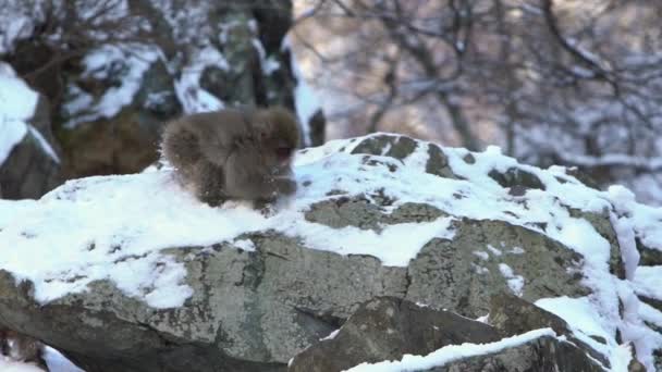 困難な時期に氷と冷たい雪の中で食べ物を食べる野生の猿のスローモーション 雪の猿は長野の自然山で食べる 日本ダンのマカカフッカータ給餌 — ストック動画