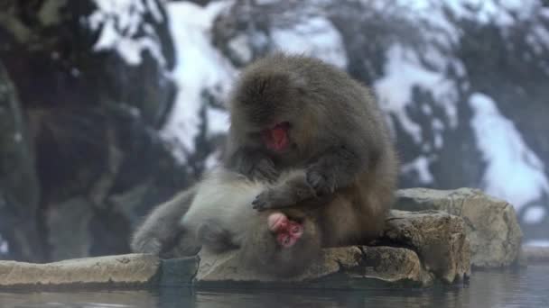 Slow Motion Japanese Snow Monkey Macaque Looking Lice Jigokudani Park — Stock Video