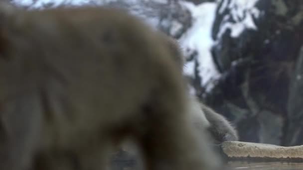 Slow Motion Group Japanese Macaques Sitting Checking Fleas Ticks Snow — Stock Video