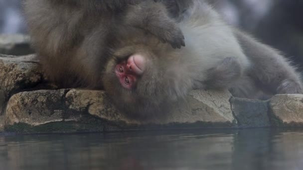 Movimento Lento Macaco Neve Japonês Preparando Primavera Termal Montanha Nevada — Vídeo de Stock