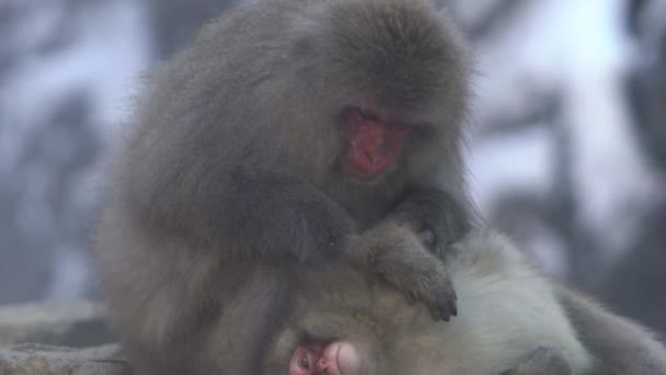 Rallentatore Famose Scimmie Delle Nevi Che Preparano Una Sorgente Calda — Video Stock