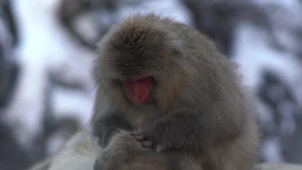 Movimiento Lento Preparación Monos Salvajes Primavera Caliente Durante Temporada Invierno — Vídeos de Stock
