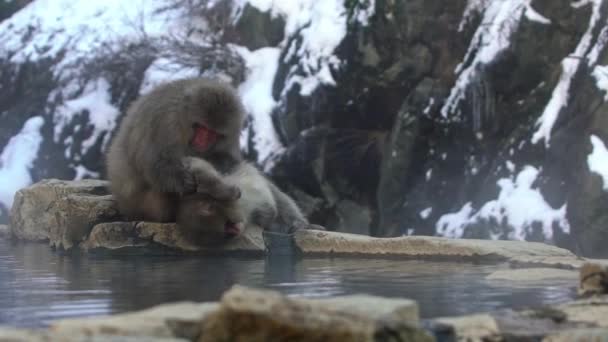 スローモーション雪の猿冬の温泉でノミやダニをチェックする赤い顔の日本のマカク Macaca Fuscata一度山の日本でご飯を探しています 自然の中での動物性グルーミング — ストック動画