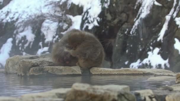 Zpomalená Skupina Japonských Makaků Sedících Kontrolujících Blechy Klíšťata Sněhové Opice — Stock video