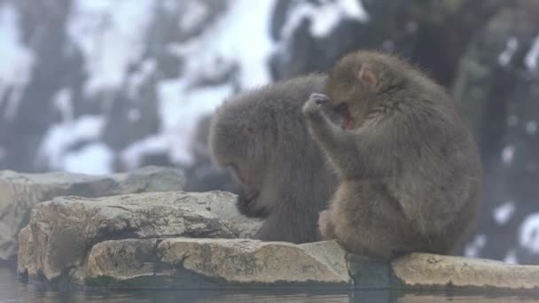 Ağır Çekim Jigokudani Maymun Parkı Ziyaretçilere Japon Kar Maymunlarının Doğal — Stok video