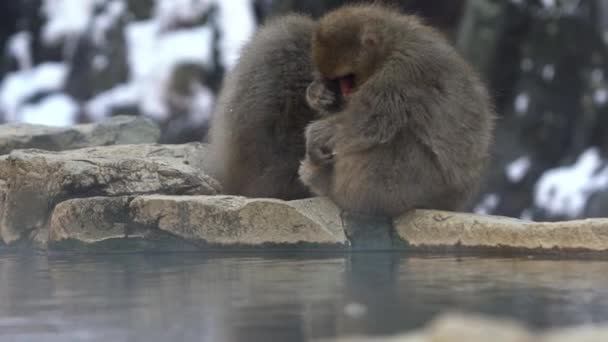 Lento Movimiento Los Famosos Monos Nieve Beber Agua Onsen Aguas — Vídeos de Stock