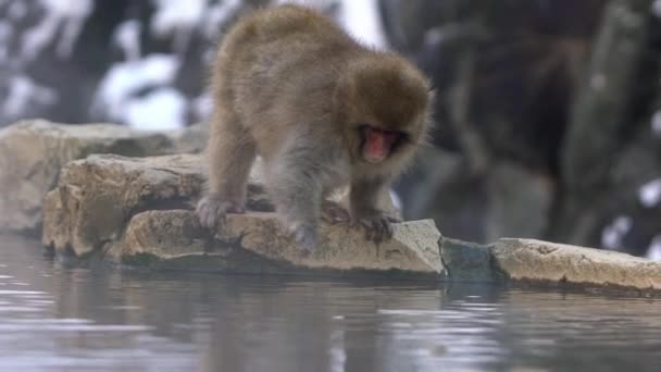 温泉の近くに野生の猿のスローモーション 長野の温泉に雪猿 日本山の温水プールの近くで体が暖かくて眠いと感じるマカフスカータ — ストック動画