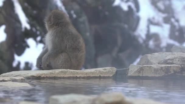 日本雪猴在Onsen温泉附近的慢动作 位于日本中野九谷山公园的一个温暖水池岩石上的野生猕猴 山丹冬季马卡卡 法斯卡塔 — 图库视频影像