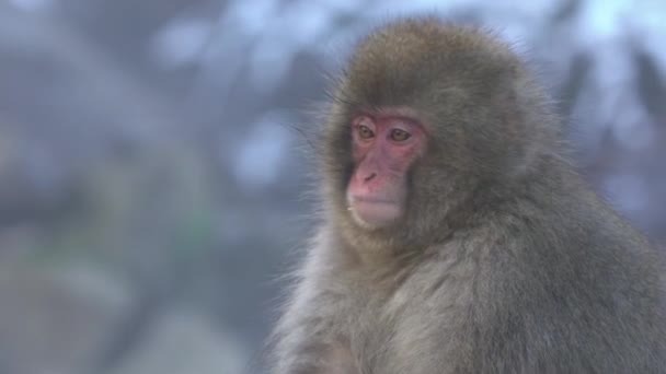 冬の雪の山の上の日本の雪の猿 中野市地獄段公園内の自然生息地に生息する野生のマカク 寒冷な気候でのマカフスカタ — ストック動画