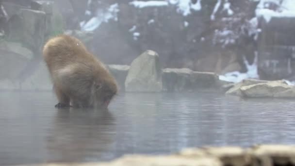 Slow Motion Snöapa Japansk Makak Rött Ansikte Porträtt Kallt Vatten — Stockvideo