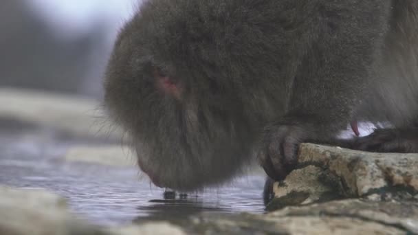 Lento Movimiento Los Famosos Monos Nieve Beber Agua Onsen Aguas — Vídeo de stock