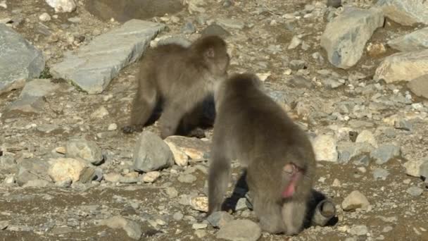 Wild Aggressive Monkey Running Fighting Winter Season Snow Monkey Mountain — Stock Video