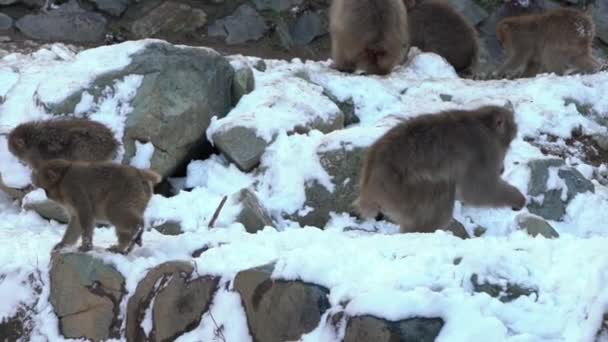 Macaco Giapponese Della Scimmia Delle Nevi Rallentatore Nel Parco Jigokudani — Video Stock