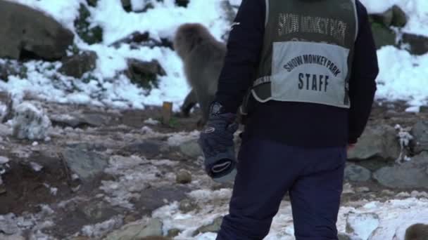 日本长野 Nagano Japan February 2020 冬季工作人员在雪山喂食大量日本雪猴的慢动作 自然界栖息地中的野生猕猴 — 图库视频影像